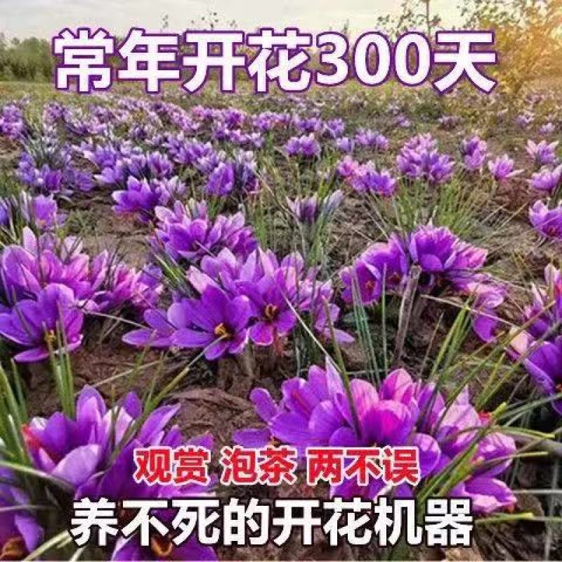 优质藏红花种球基地直供提供技术指导