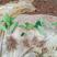 绿化苗木巴西野牡丹扦插靓苗根系发达叶面墨绿