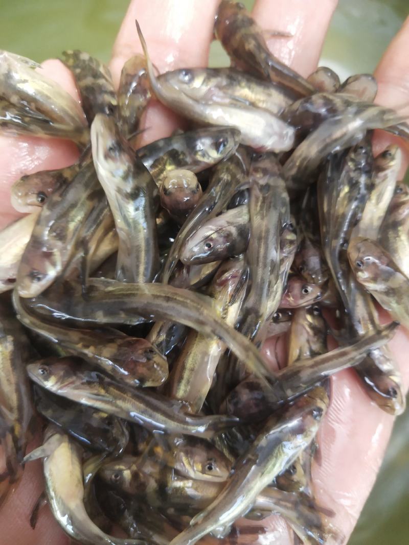 经本苗场培育的黄骨鱼苗品种优良，抗病能力强成活率高，生长