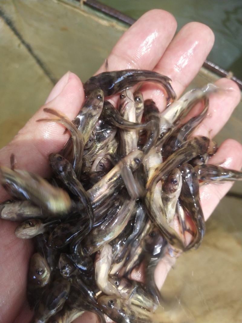 经本苗场培育的黄骨鱼苗品种优良，抗病能力强成活率高，生长