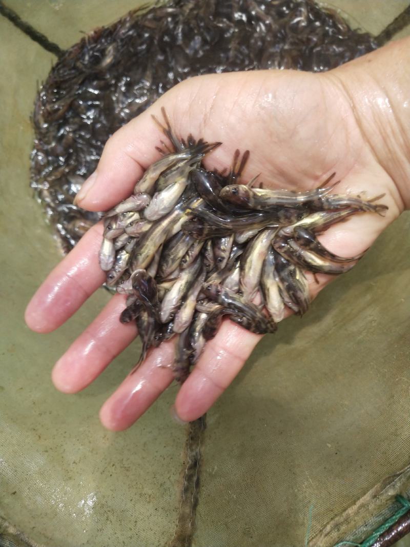 经本苗场培育的黄骨鱼苗品种优良，抗病能力强成活率高，生长