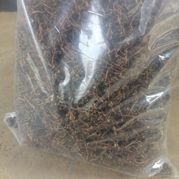 马齿苋