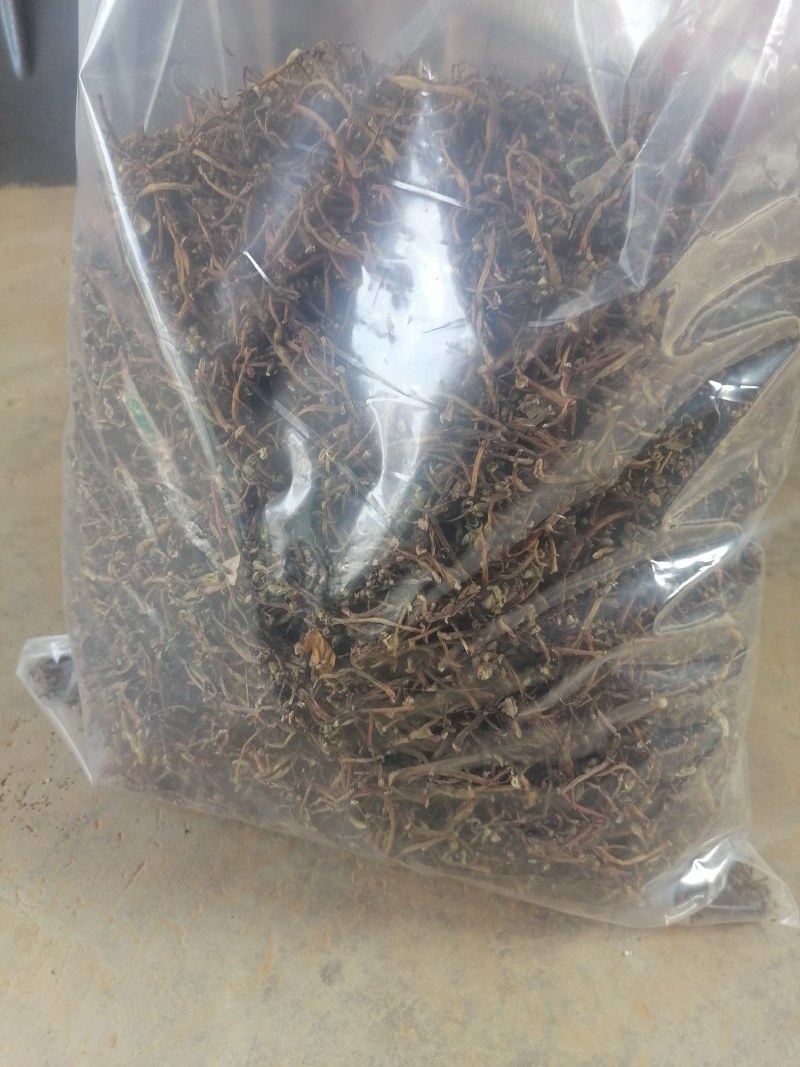 马齿苋