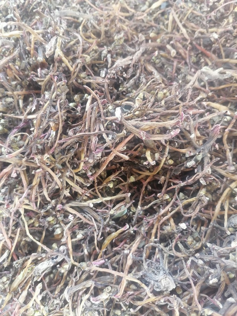 马齿苋