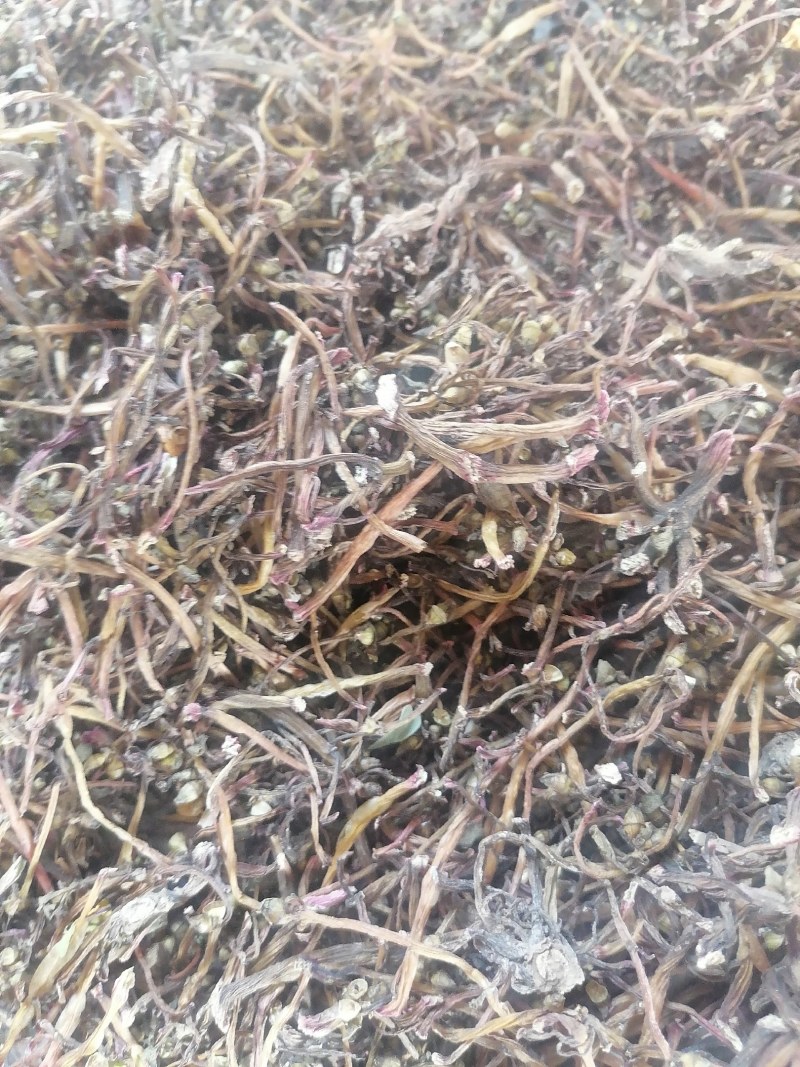 马齿苋