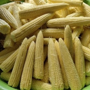 无农药现摘甜玉米笋迷你玉米笋水果玉米新鲜沙拉菜食材包邮。