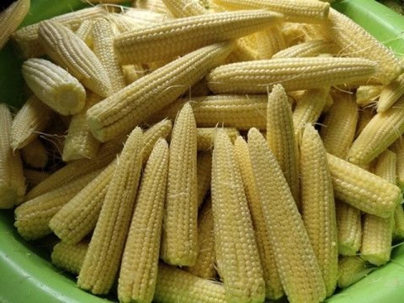 无农药现摘甜玉米笋迷你玉米笋水果玉米新鲜沙拉菜食材包邮。