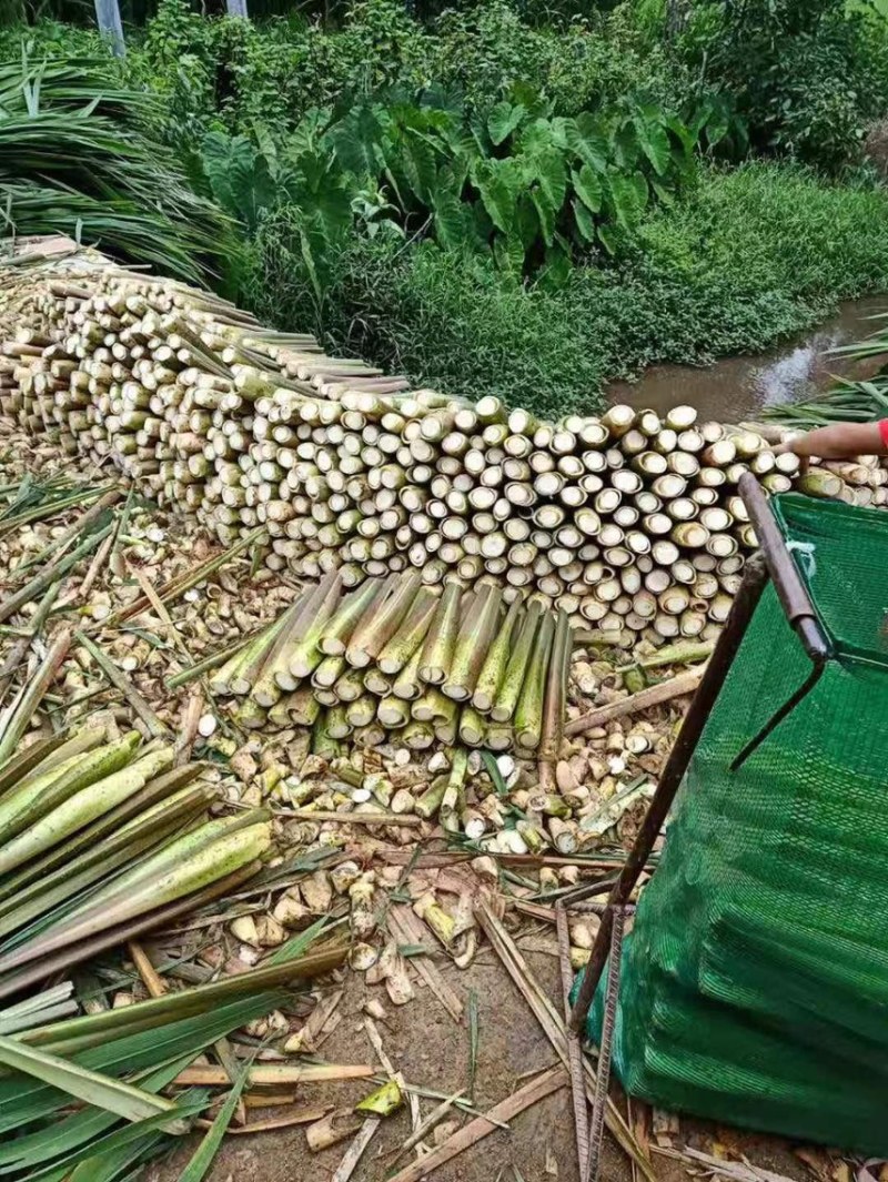 茭白茭瓜大量有有货