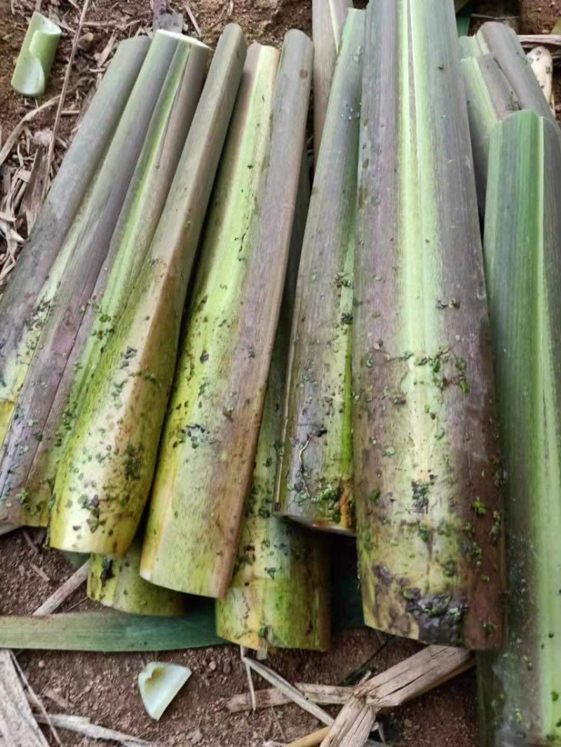 茭白茭瓜大量有有货