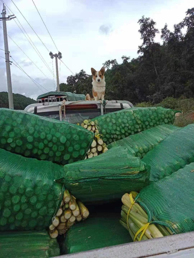 茭白茭瓜大量有有货