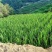 茭白茭瓜大量有有货