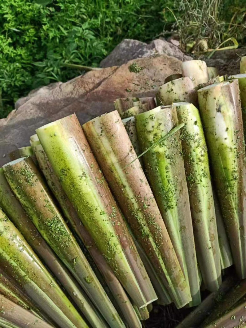 茭白茭瓜大量有有货