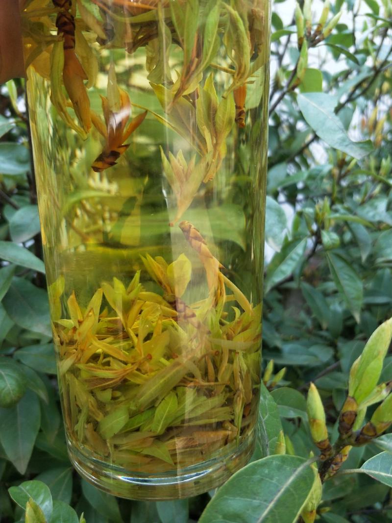 老鹰茶