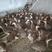 珍珠鸡脱温苗前期疫苗做齐鸡群健康保质保量