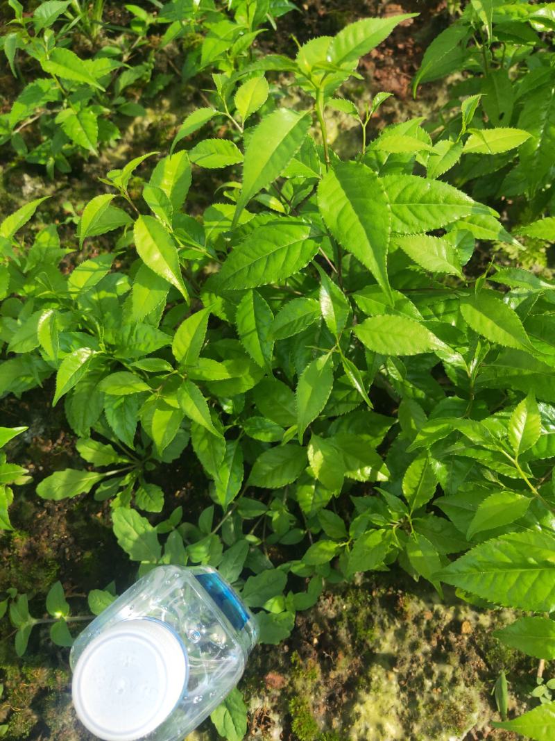 又叫称星树，青皮柴，江西产地