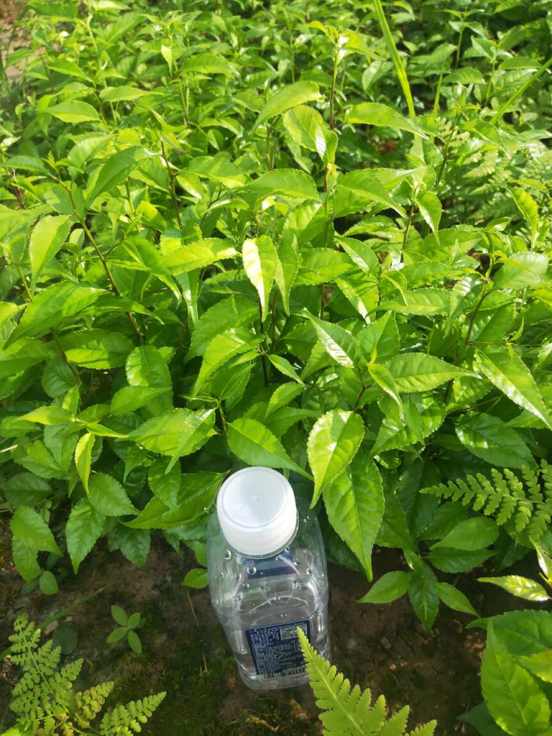 又叫称星树，青皮柴，江西产地