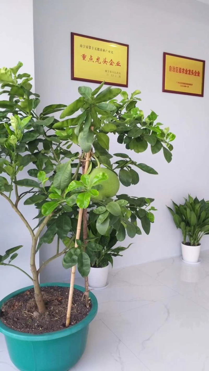 红宝石青柚果品质口感较好，品质优等货源充足