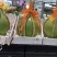 红宝石青柚果品质口感较好，品质优等货源充足