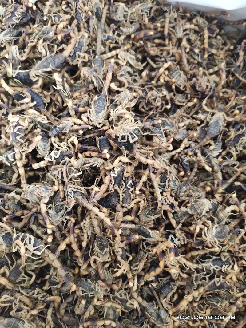 【文斌药业】全蝎全虫淡盐水全虫无肚八成干地道药材