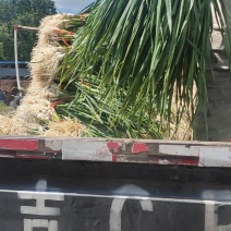 东北蒜苗