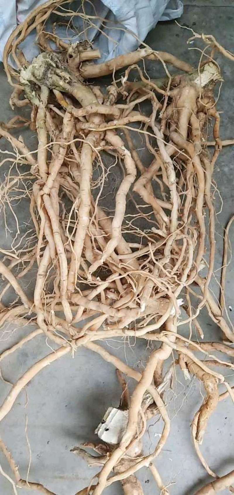 黄花倒水莲鲜货干货，一手货源，价格美丽，货源稳定