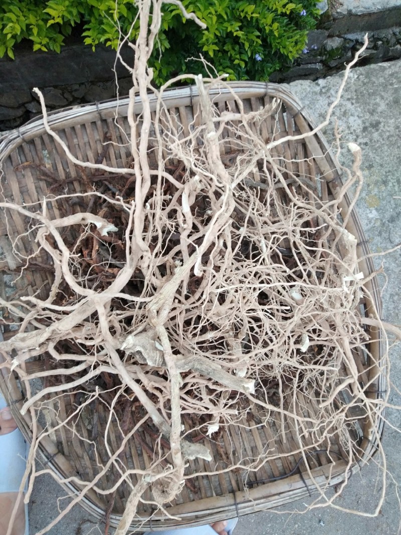黄花倒水莲鲜货干货，一手货源，价格美丽，货源稳定