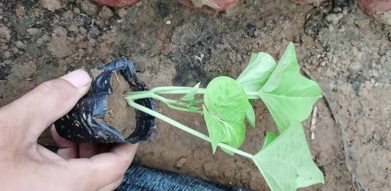 金叶薯，黄金薯，营养钵苗，双色盆苗，一手货源，大量有货