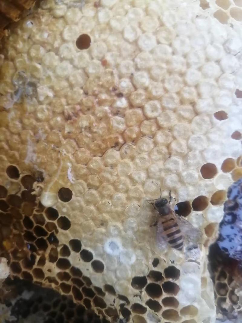 纯野生土蜂蜜无添加非家养纯野生高质量蜂蜜