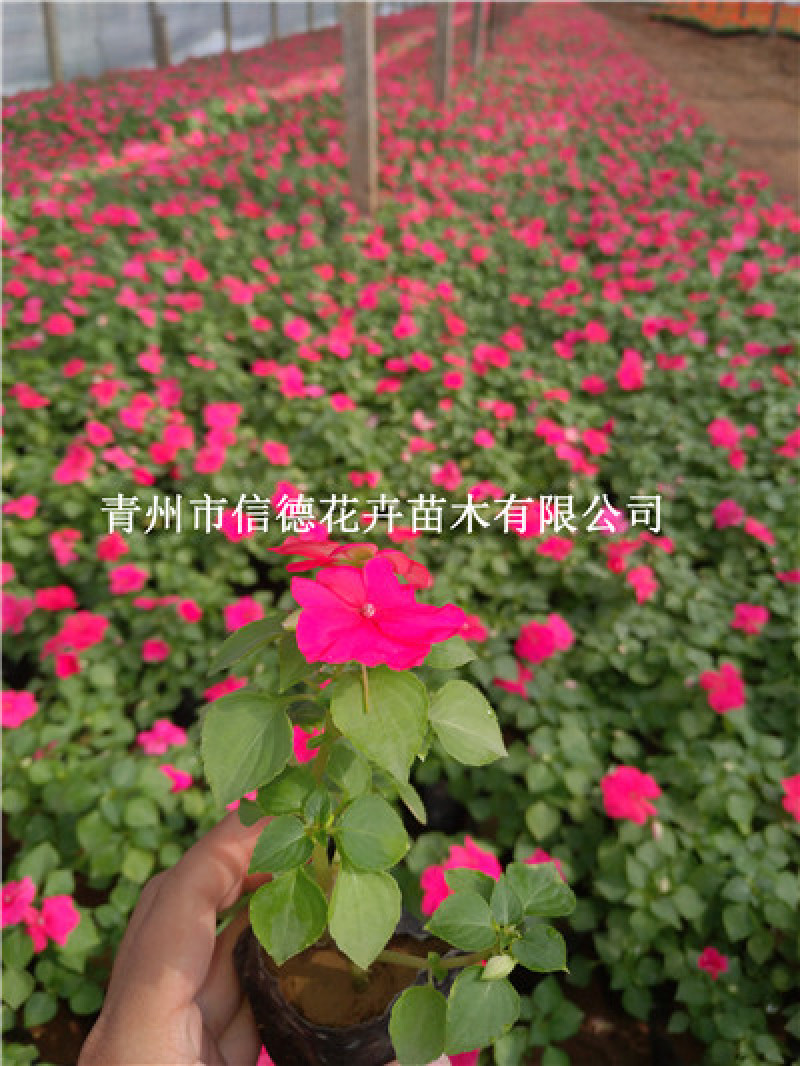 非洲凤仙，营养钵苗，110盆苗，价格实惠，一手货源，大量