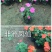 非洲凤仙，营养钵苗，110盆苗，价格实惠，一手货源，大量