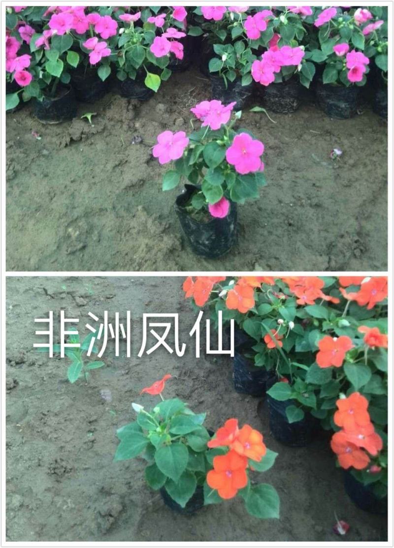 非洲凤仙，营养钵苗，110盆苗，价格实惠，一手货源，大量