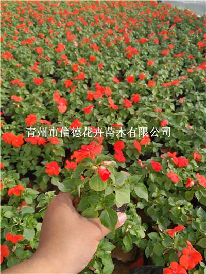 非洲凤仙，营养钵苗，110盆苗，价格实惠，一手货源，大量