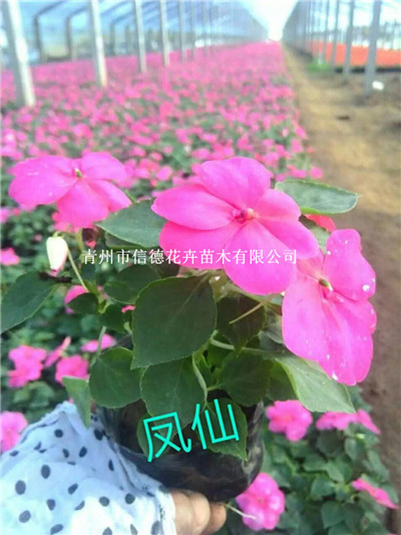 非洲凤仙，营养钵苗，110盆苗，价格实惠，一手货源，大量