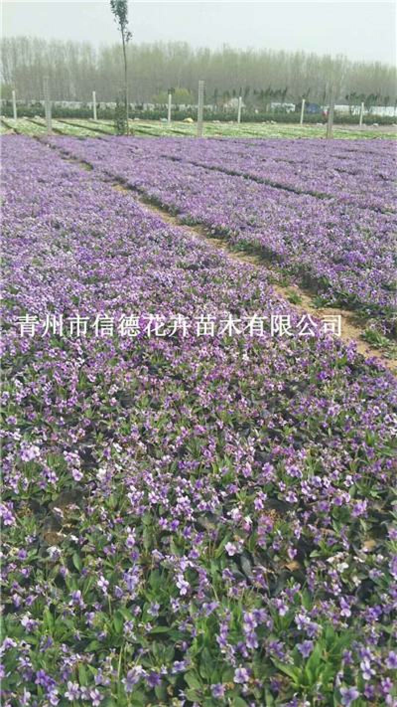 新上市紫花地丁，一手货源，大量有货，基地直发