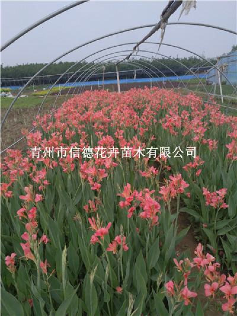 水生美人蕉，大量有货，基地直发，一手货源充足