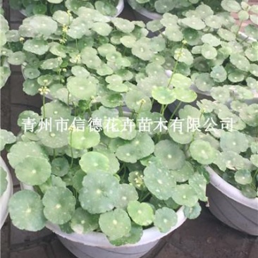 铜钱草，一手货源，大量有货，基地直发，山东青州