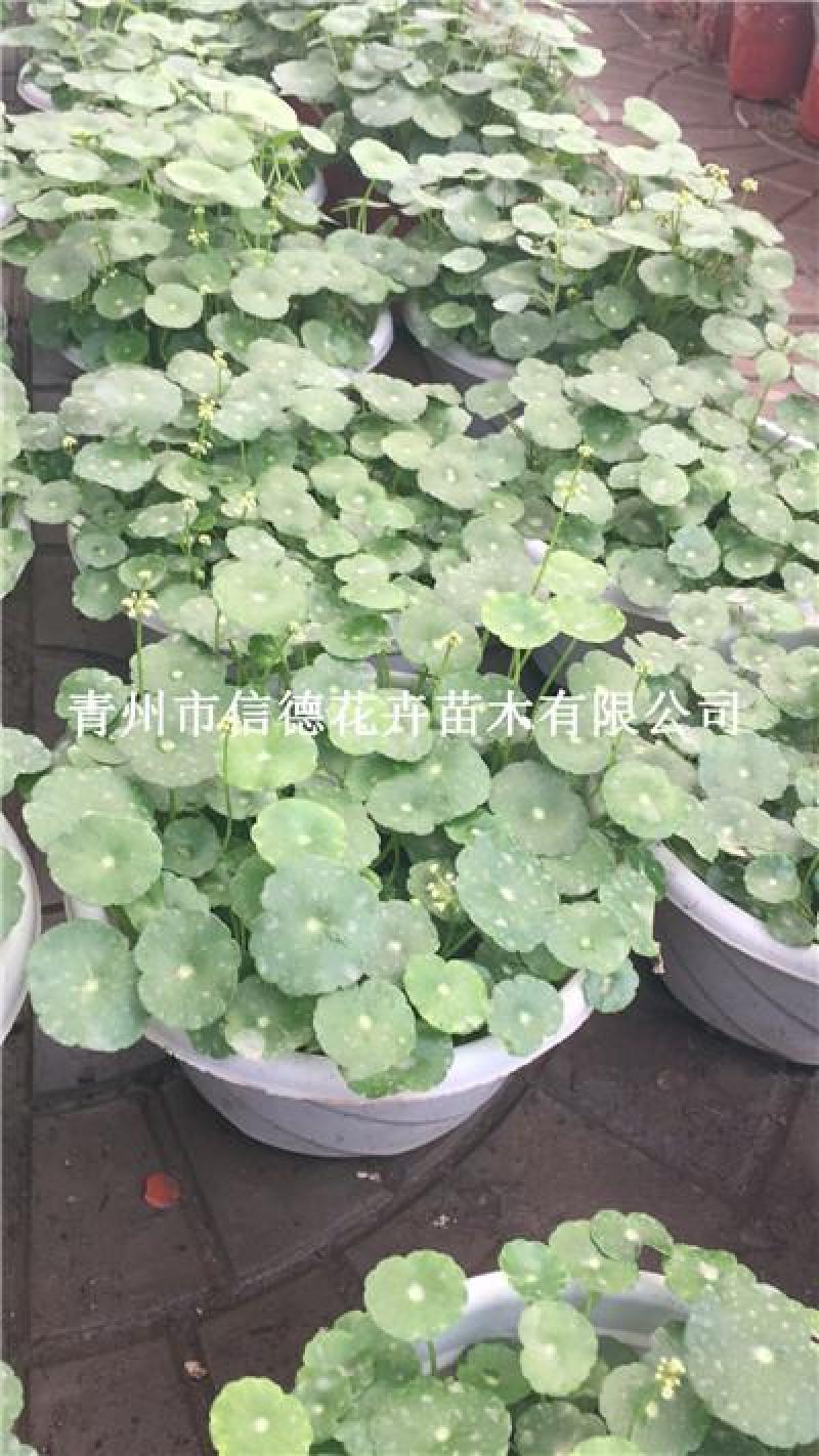 铜钱草，一手货源，大量有货，基地直发，山东青州