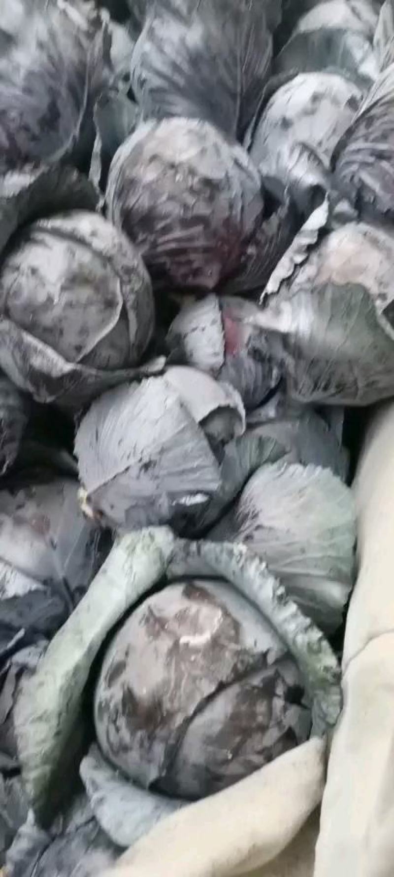 紫甘蓝，河北紫甘蓝，大量上市，产地直发，代办全国