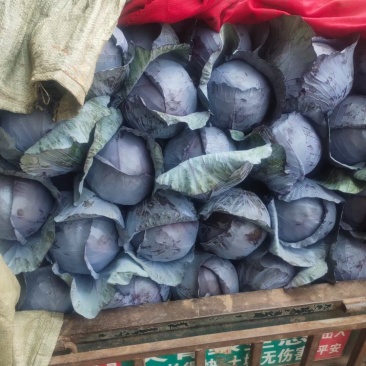 紫甘蓝,河北紫甘蓝,大量上市,产地直发,代办全国