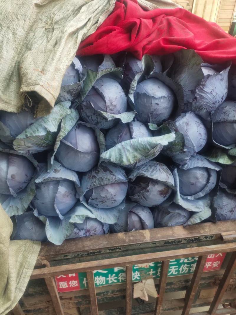 紫甘蓝，河北紫甘蓝，大量上市，产地直发，代办全国