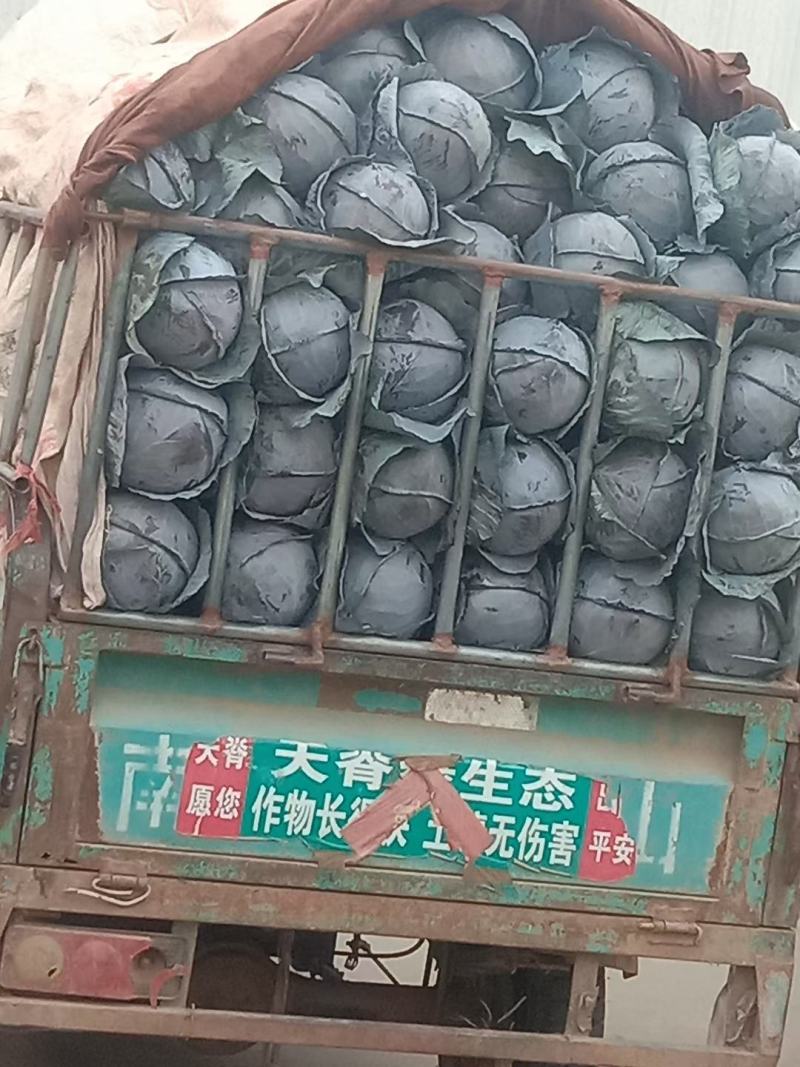 紫甘蓝，河北紫甘蓝，大量上市，产地直发，代办全国