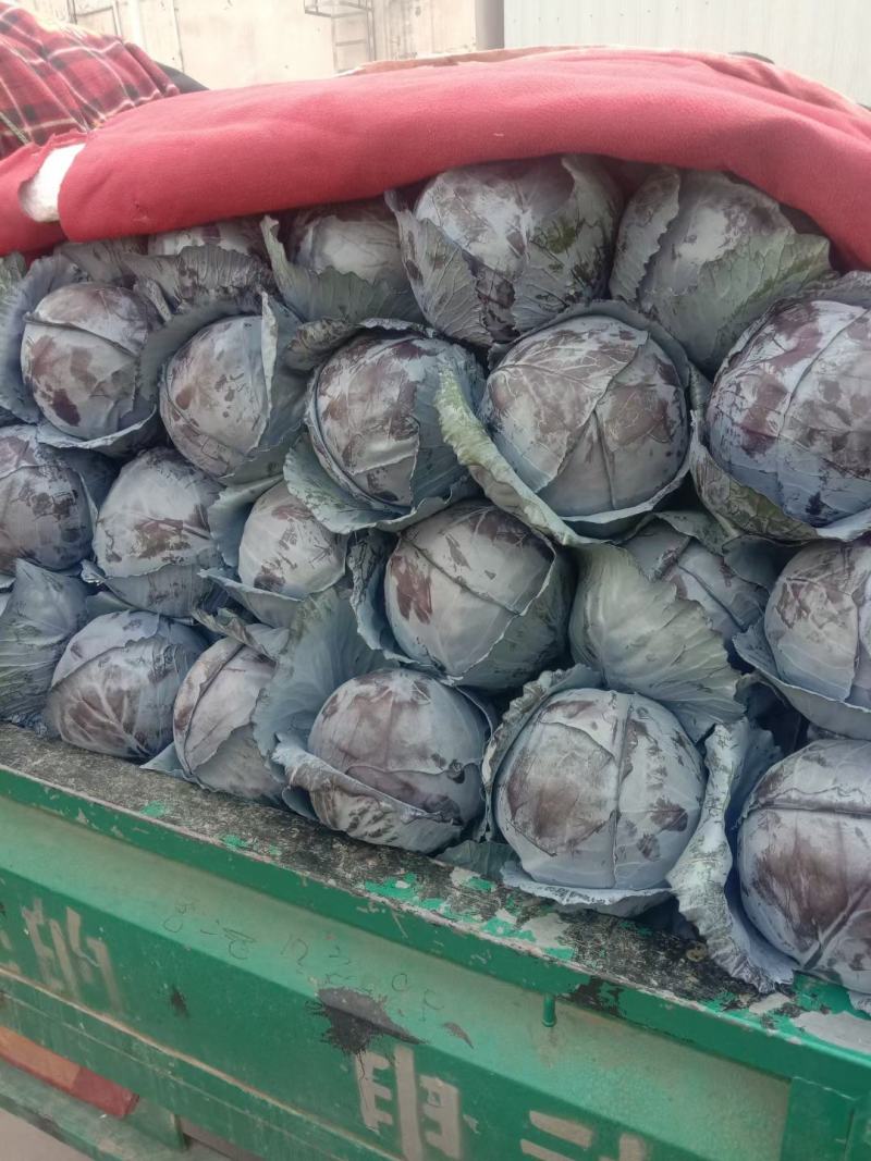 紫甘蓝，河北紫甘蓝，大量上市，产地直发，代办全国