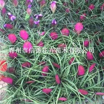 铁兰，一手货源，大量有货，基地直发，山东青州