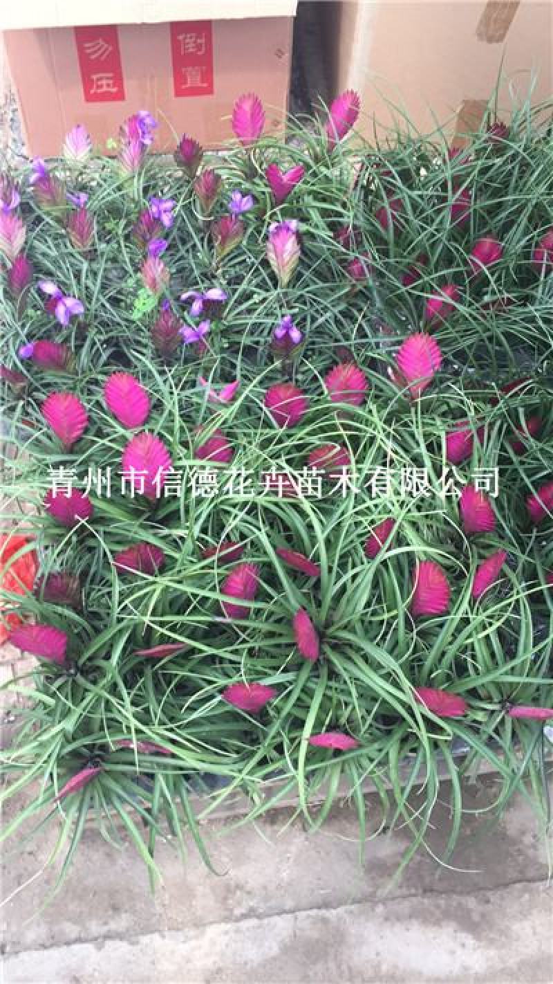 铁兰，一手货源，大量有货，基地直发，山东青州