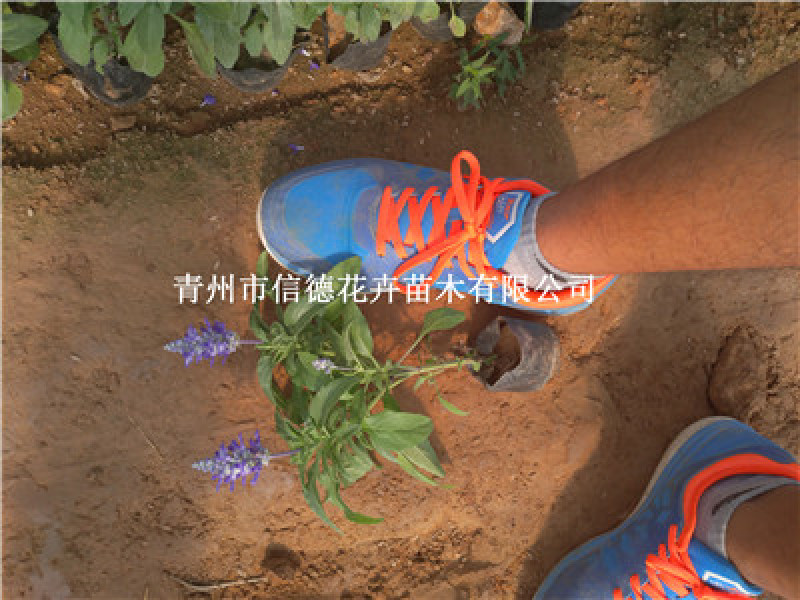 兰花鼠尾草，草花鼠尾草，一手货源，大量有货，基地直发