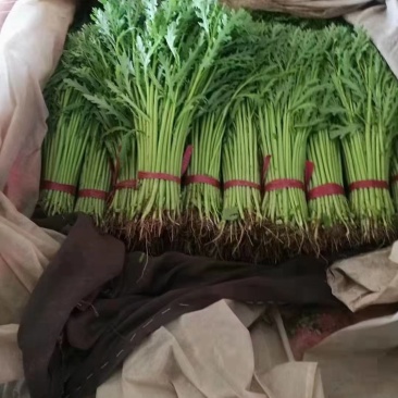 茼蒿,河北茼蒿大量上市,产地直发,诚信代办,代发全国