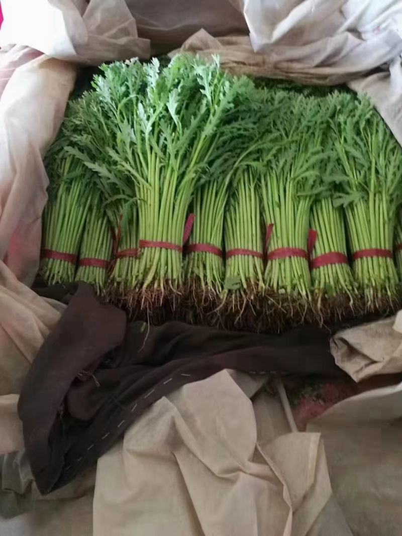 茼蒿，河北茼蒿大量上市，产地直发，诚信代办，代发全国