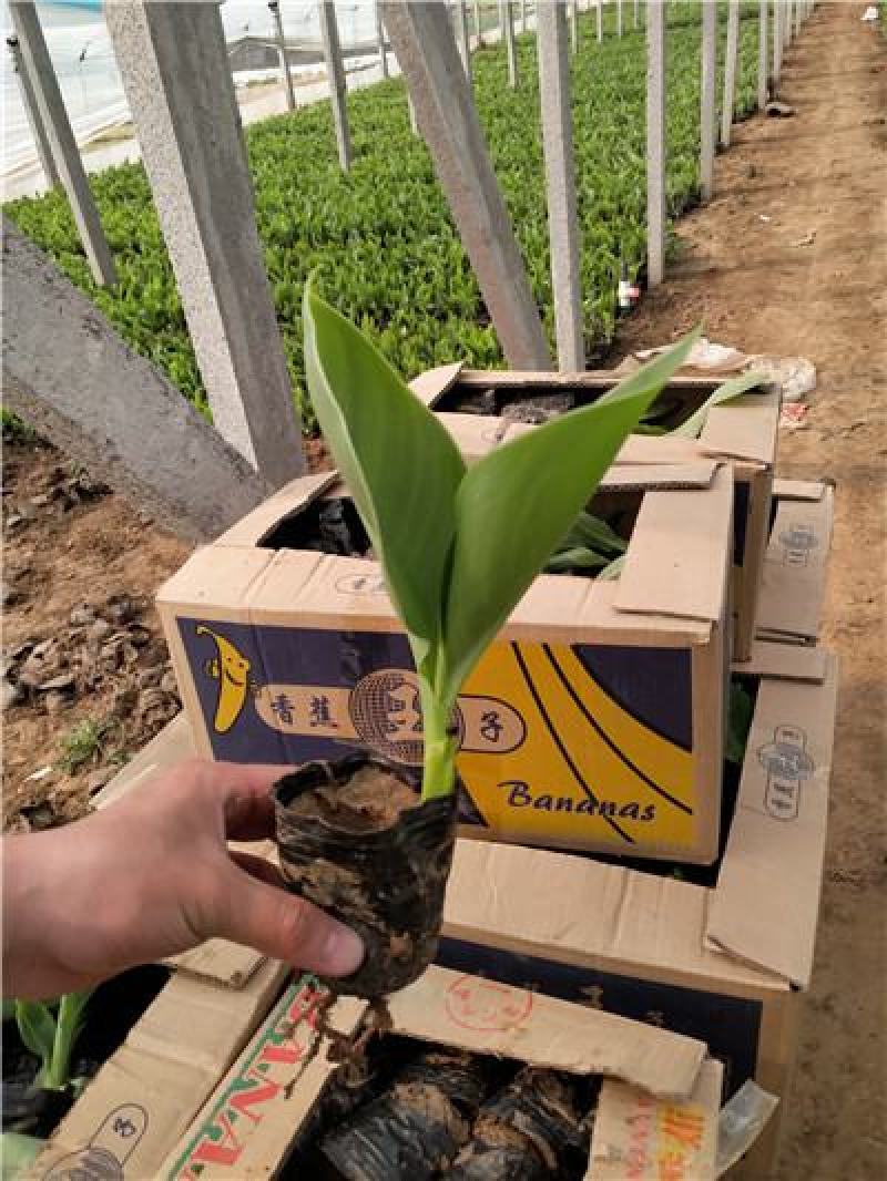 美人蕉，红色黄色，一手货源，大量有货，基地直发
