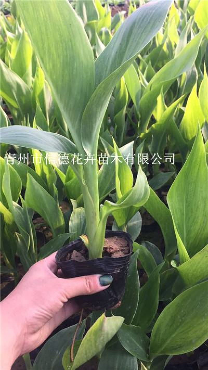 美人蕉，红色黄色，一手货源，大量有货，基地直发