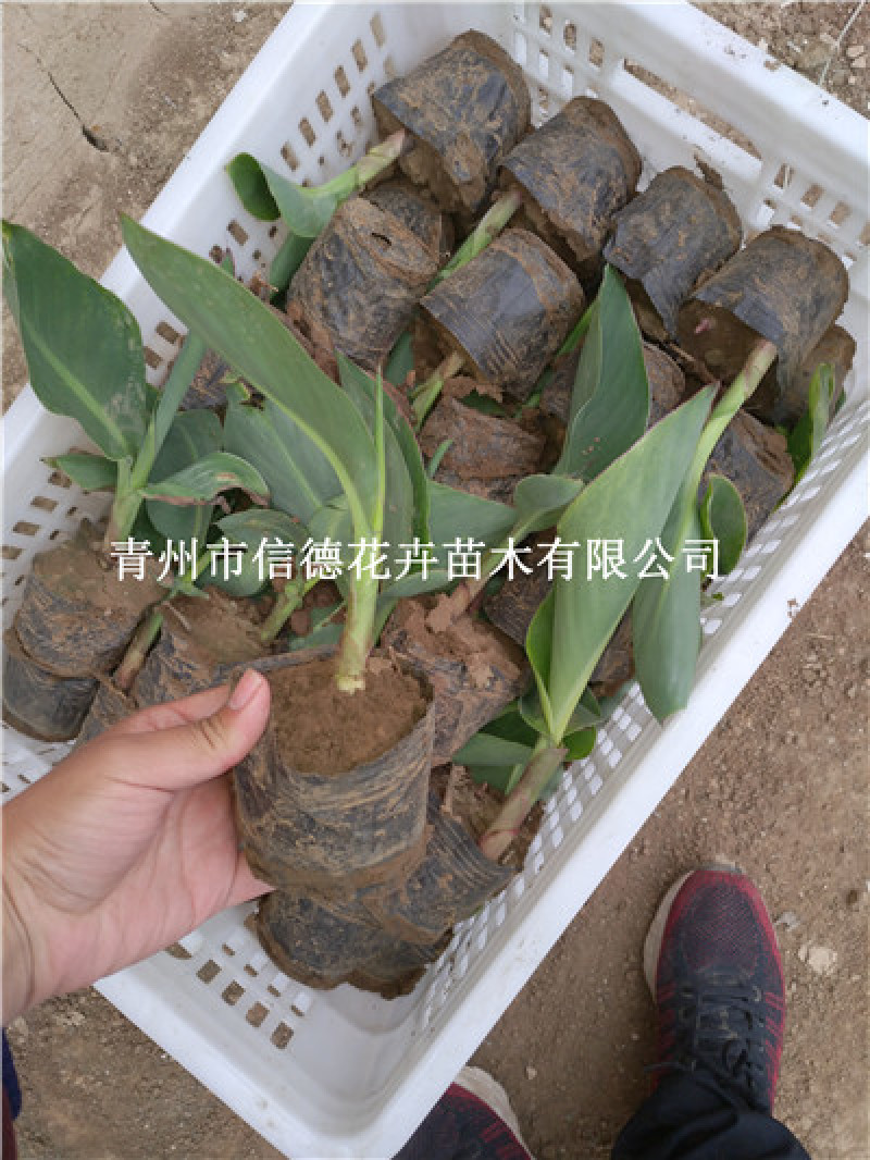 美人蕉，红色黄色，一手货源，大量有货，基地直发